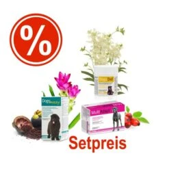 [Paket] Dogoteka Arthrosebox Maxy - Für Mittlere Und Große Rassen