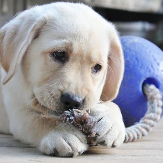 Jolly Ball Romp-n-Roll 10 Cm Blau 4 Jolly Ball Romp-n-Roll 10 Cm Blau – Bild 4