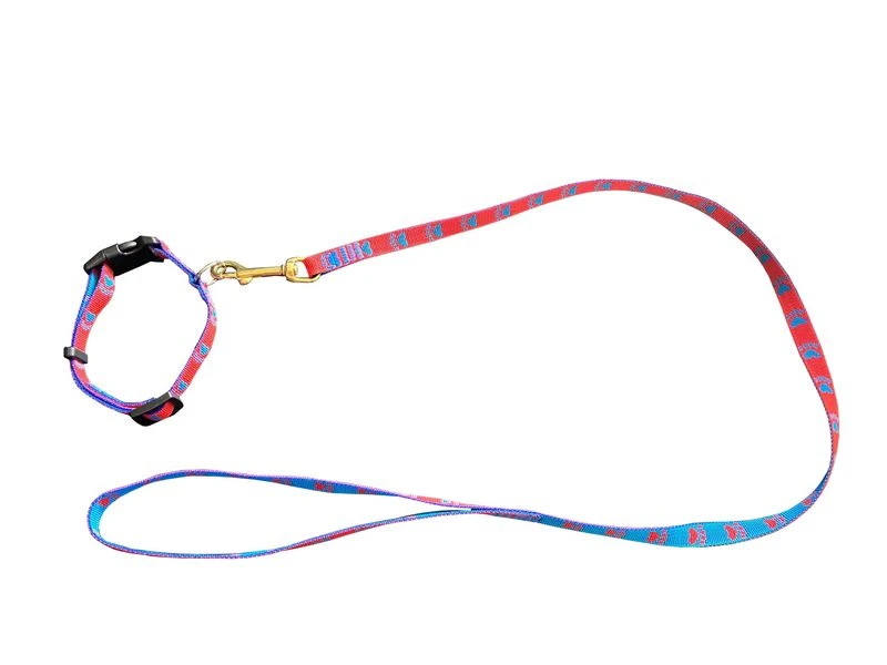 Welpenset Leine & Halsband 2 Welpenset Leine & Halsband – Bild 2